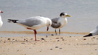 Silver Gull, Cairns, November 2013