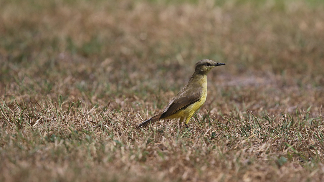 Cattle Tyrant, Tierra del Sol, Aruba, November 2015