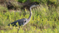 Great Blue Heron, Palm Beach, Aruba, November 2015