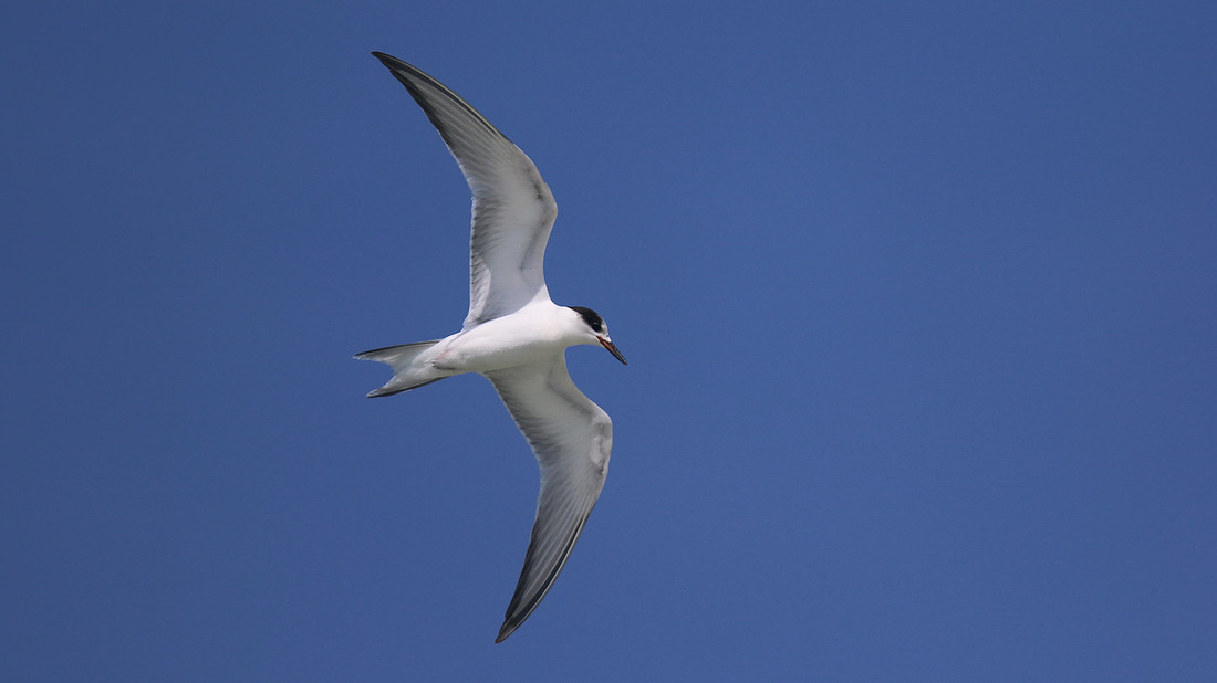 Common Tern. Arashi Beach, Aruba, November 2015
