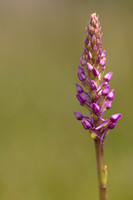 Marsh Fragrant-orchid Kenfig, June 2024