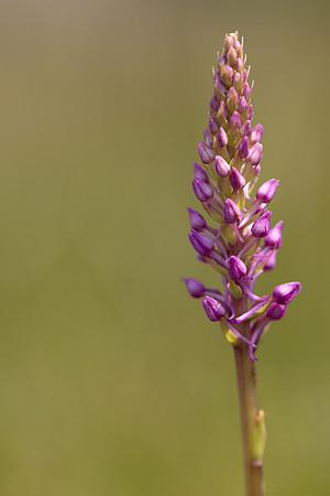 Marsh Fragrant-orchid Kenfig, June 2024