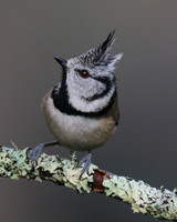 Crested Tit, Loch Garten, Feb 2016