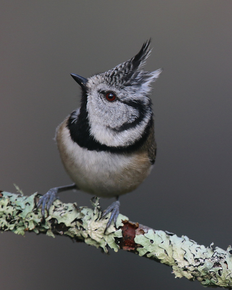 Crested Tit, Loch Garten, Feb 2016