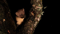 Pine Martin, Rothiemurchus, February 2016