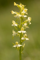 Greater Butterfly-orchid, Parkgate Down, May 2024