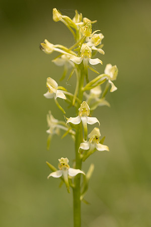 Greater Butterfly-orchid, Parkgate Down, May 2024
