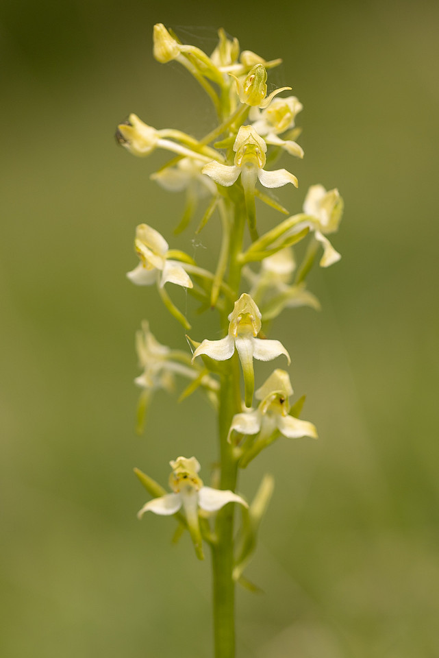 Greater Butterfly-orchid, Parkgate Down, May 2024