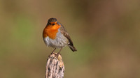 Robin, Brean, January 2016