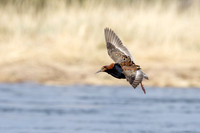 Ruff, Sandfjordneset, Norway June 2025