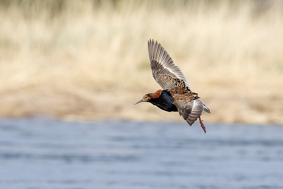 Ruff, Sandfjordneset, Norway June 2025