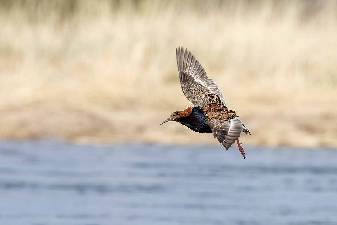 Ruff, Sandfjordneset, Norway June 2025