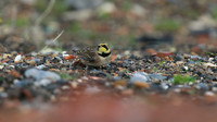 Shorelark, Hartlepool Headland, January 2016