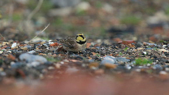 Shorelark, Hartlepool Headland, January 2016
