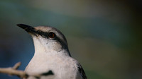Tropical Mockingbird, Palm Beach, Aruba, November 2015