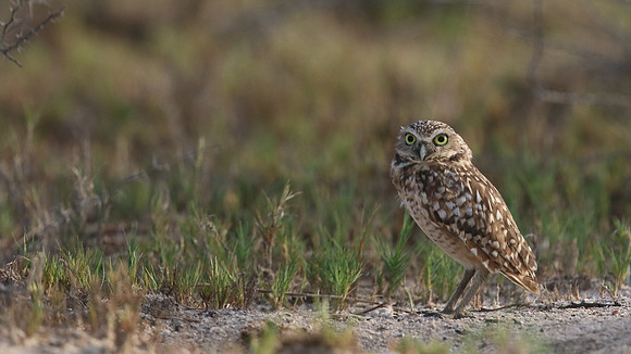 Burrowing Owl, Palm Beach, Aruba, November 2015