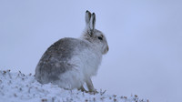 Mountain Hare, Findhorn Valley, February 2016