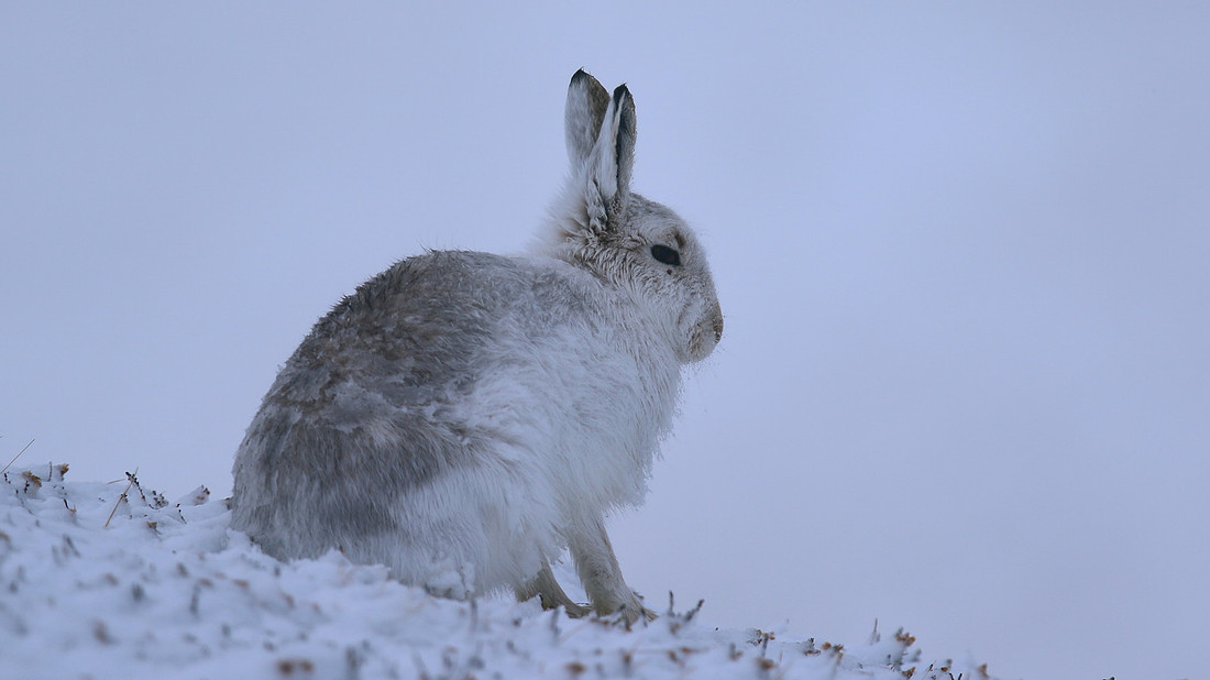Mountain Hare, Findhorn Valley, February 2016