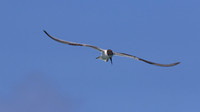 Common Tern. Arashi Beach, Aruba, November 2015