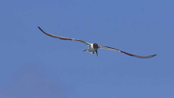 Common Tern. Arashi Beach, Aruba, November 2015