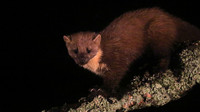 Pine Martin, Rothiemurchus, February 2016