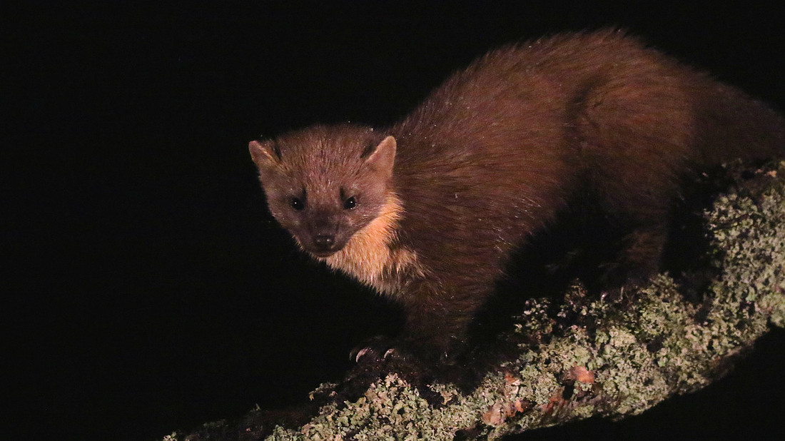Pine Martin, Rothiemurchus, February 2016