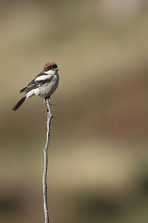 Woodchat Shrike, Anarita, Cyprus, April 2024