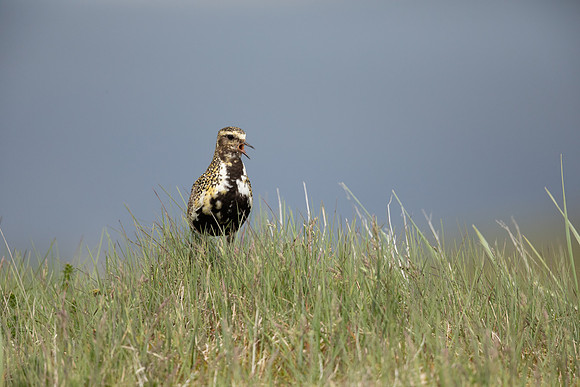 Golden Plover, Eyrarbakki, Iceland, June 2022