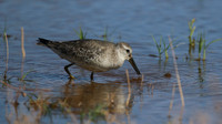 Knot, Logoa dos Salgados, Portugal, September 2015