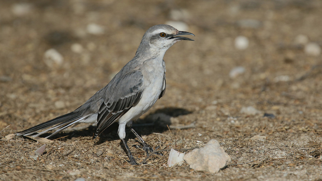 Tropical Mockingbird, Palm Beach, Aruba, November 2015