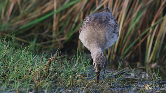 Hudsonian Godwit, Palm Beach, Aruba, November 2015