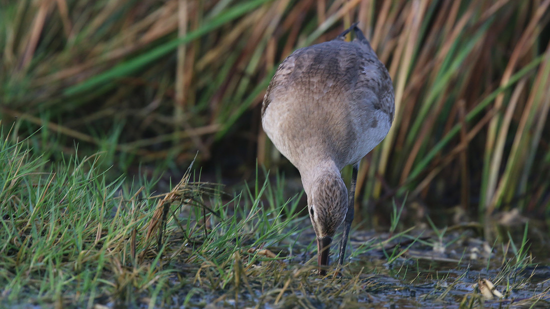 Hudsonian Godwit, Palm Beach, Aruba, November 2015