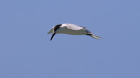 Common Tern. Arashi Beach, Aruba, November 2015