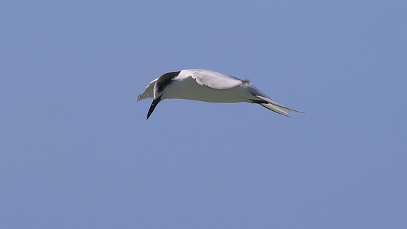 Common Tern. Arashi Beach, Aruba, November 2015
