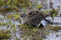 Temmincks Stint, Sandfjordneset, Norway June 2025