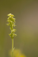 Musk Orchid, Cleeve common, June 2024
