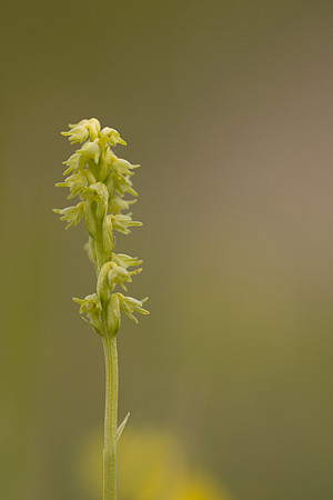 Musk Orchid, Cleeve common, June 2024