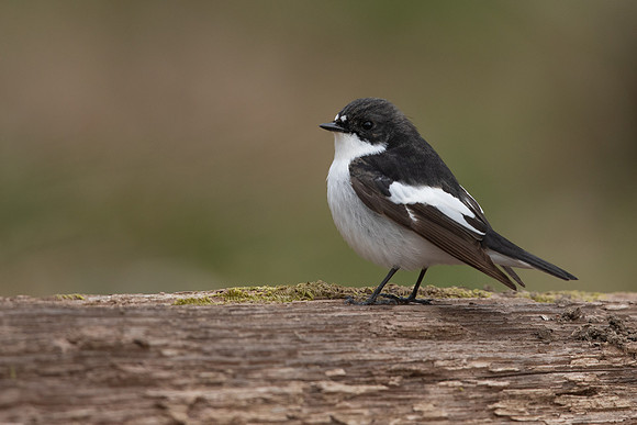 Pied Flycatcher, Forest of Dean, April 2021