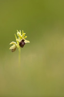 Early Spider-Orchid, Dorset Coast, April 2023