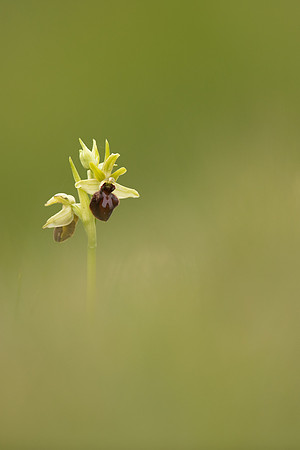 Early Spider-Orchid, Dorset Coast, April 2023