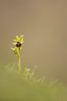 Early Spider Orchid