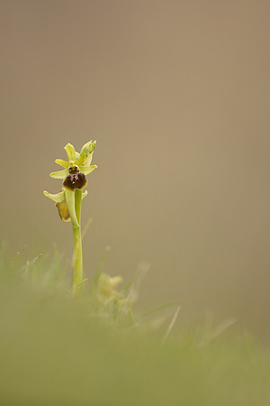 Early Spider-Orchid, Dorset Coast, April 2023