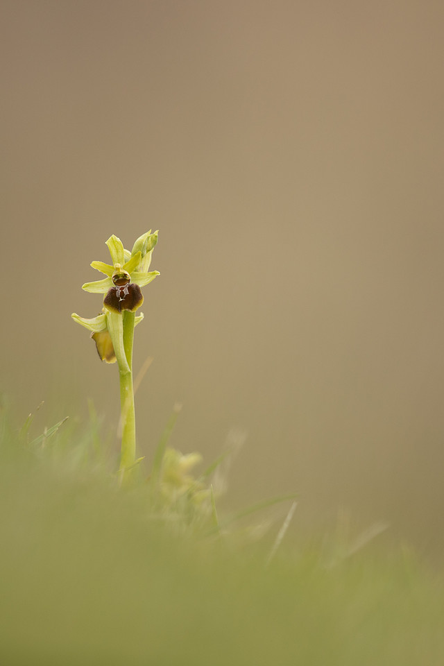 Early Spider-Orchid, Dorset Coast, April 2023