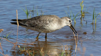 Knot, Logoa dos Salgados, Portugal, September 2015