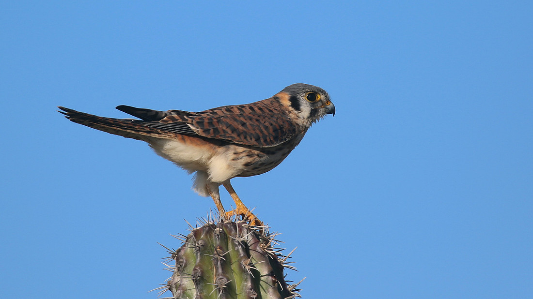 American Kestrel, Aruba, November 2015