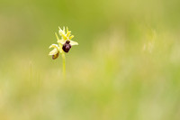 Early Spider-Orchid, Dorset Coast, April 2023