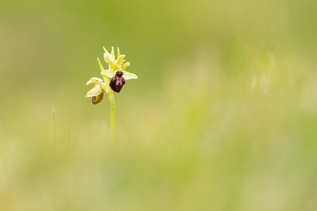 Early Spider-Orchid, Dorset Coast, April 2023