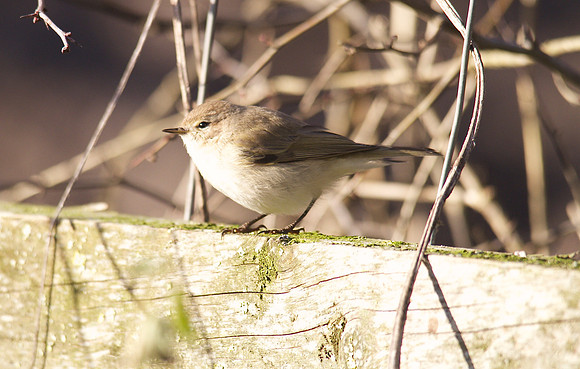 Siberian Chiffchaff, St Werburgs 2013