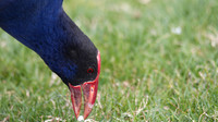 Purple Swamphen