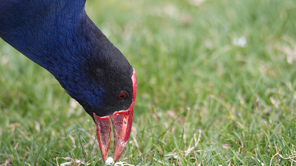 Purple Swamphen, Melbourne, November 2013.
